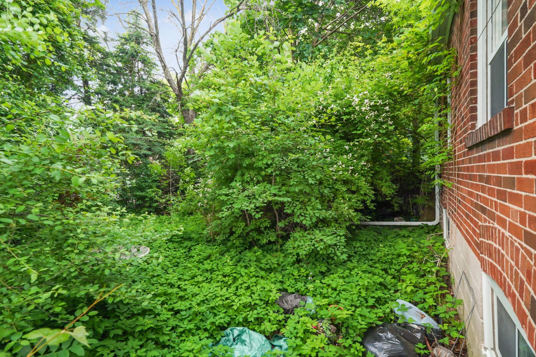Green, tree-lined lot showing the property's depth and privacy